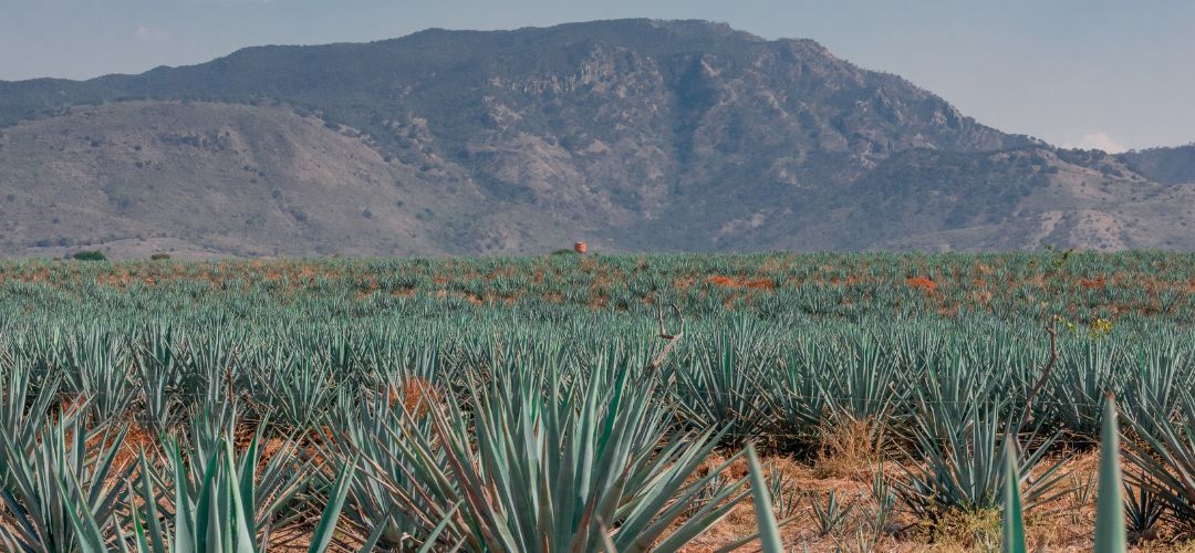 nationaltequiladay